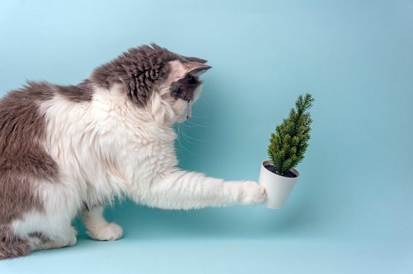 Mačka i sobna biljka