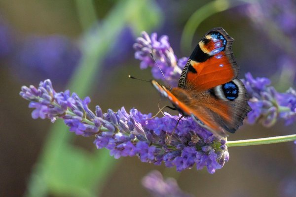 Lavanda