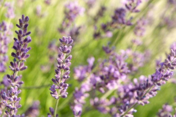 Lavanda