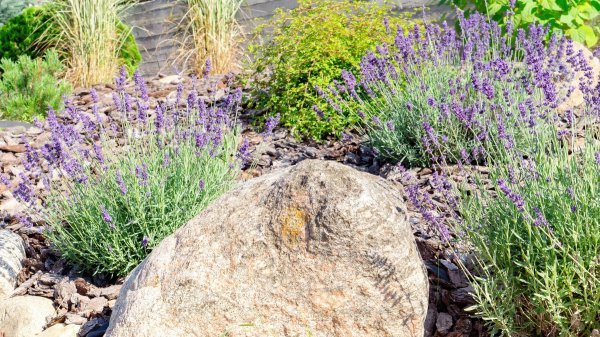 Lavanda