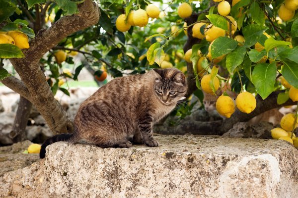 Mačke ne vole citruse