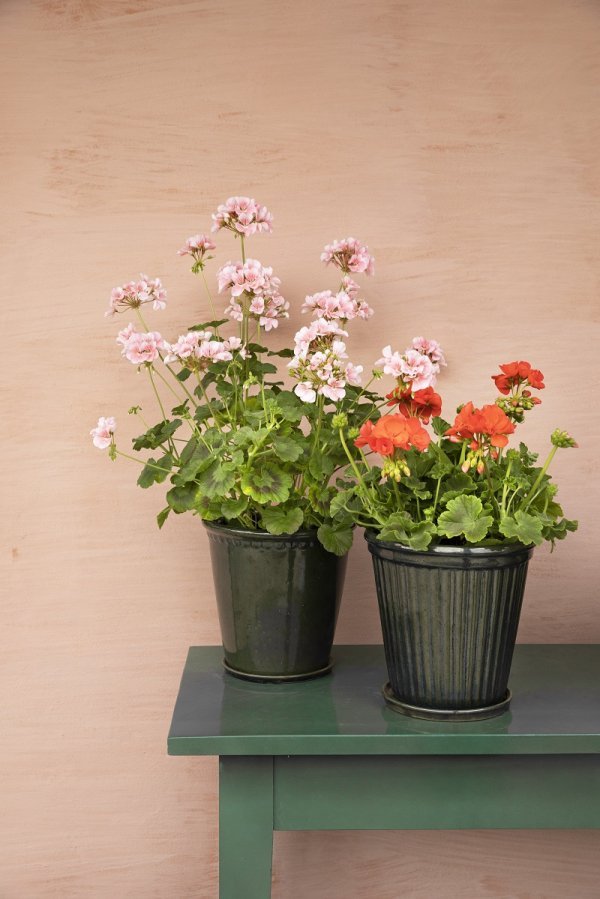 Pelargonije