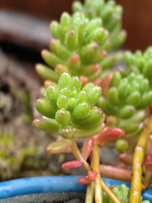 Huawei P60 Pro primjeri fotografija