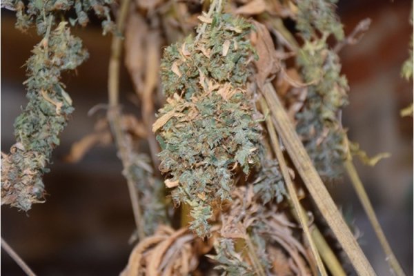 Uzgajao marihuanu na ivanićgradskom području