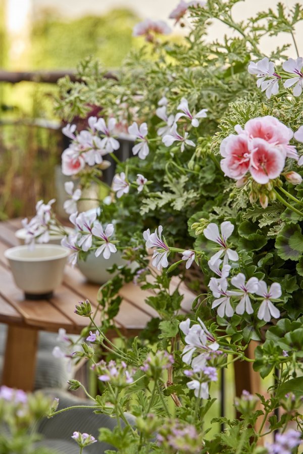 Pelargonije