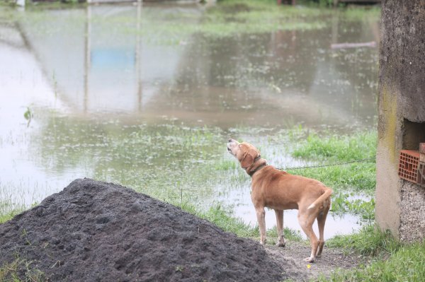 Poplava u Dvoru na Uni