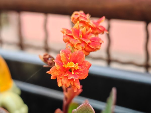 Honor Magic5 Pro primjeri fotografija