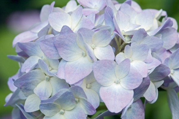 Možete promijeniti boju cvjetova iz ružičaste u plavu gnojivom s niskim udjelom fosfora i visokim udjelom kalija