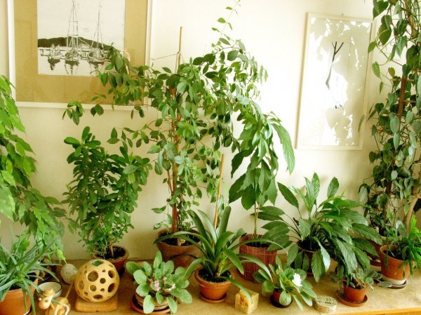 Sobne biljke 