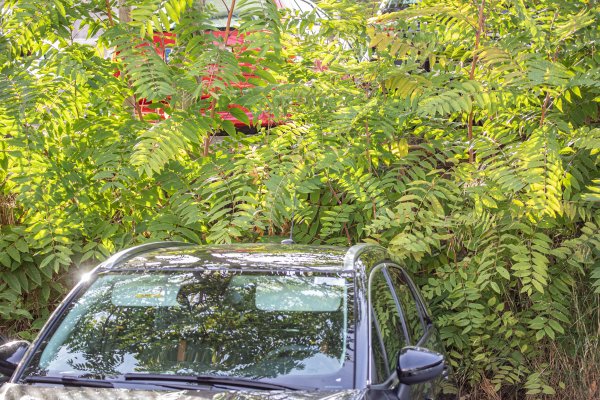 Pajasen ili smrdljivka rasprostranjena je biljka na više parkinga u Dubrovniku
