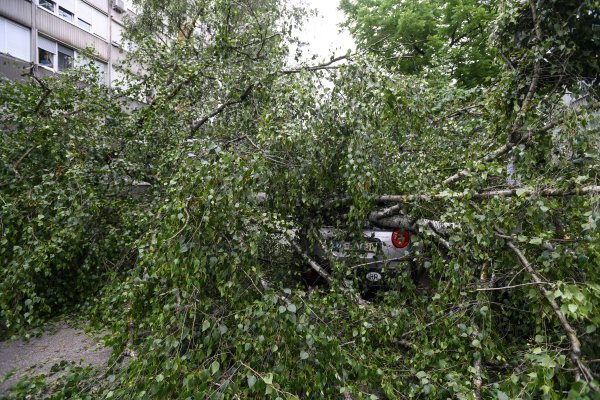 Olujni vjetar srušio stablo na cestu, tri automobila oštećena
