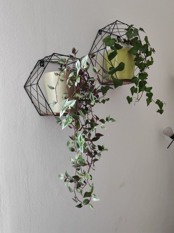 Honor Magic Vs primjeri fotografija