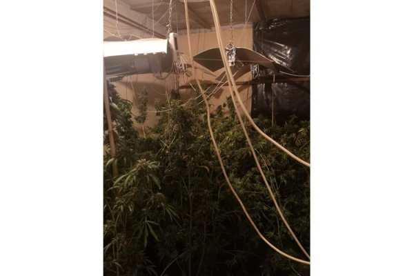 Uzgajao marihuanu u kući