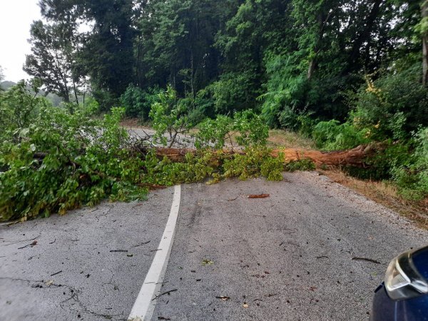 Srušeno stablo u naselju Vinagora