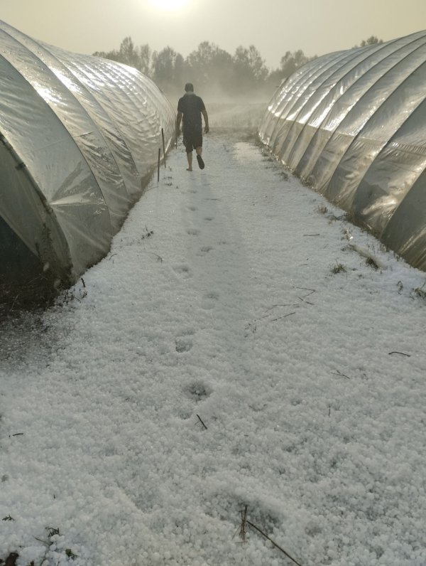 Oluja koja je poharala urod začinske paprike u Kopačevu