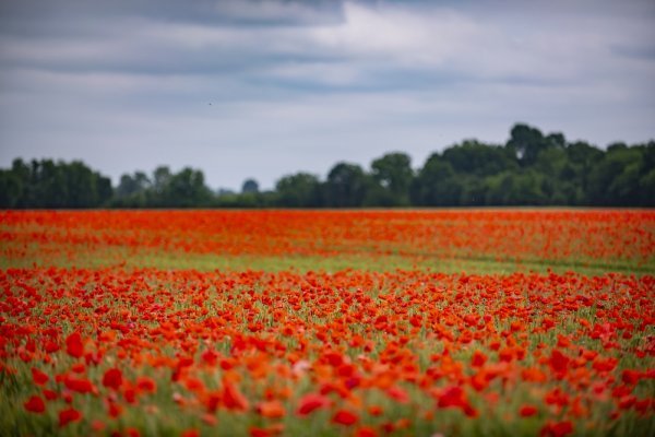 Polje makova na Križnici