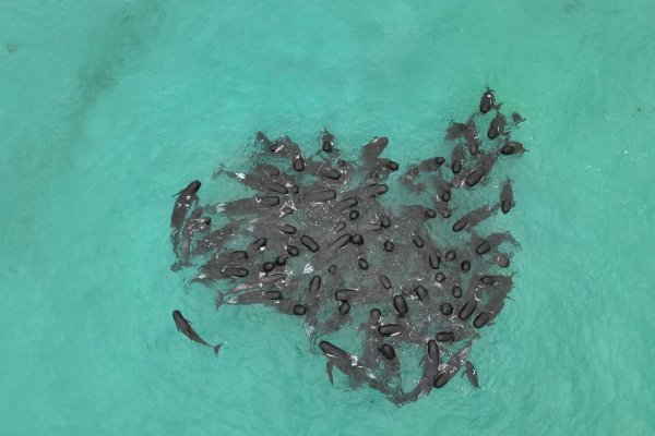 Kitovi piloti prije nasukavanja