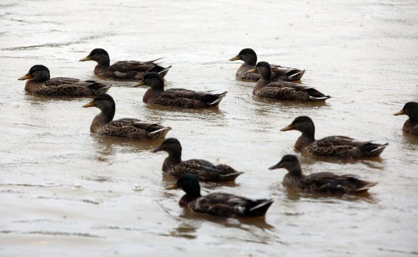 Rekordno visoki vodostaj Mure