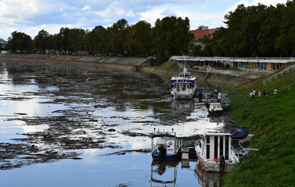 Slavonski Brod: Savom plutaju velike količine naplavina i smeća