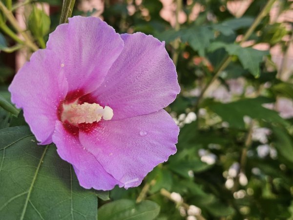 Samsung Galaxy Z Flip5 primjeri fotografija