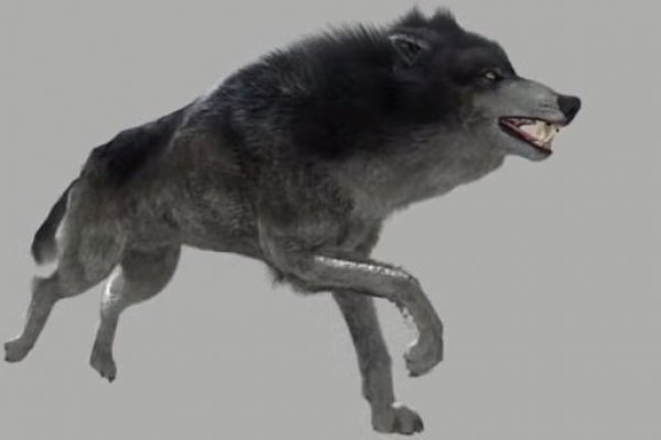 Ponešto detaljniji vukovi iz originalne prezentacije CD Projekt RED