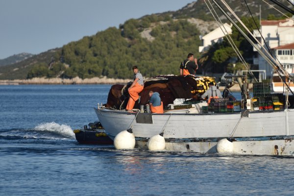 Tribunjski koćari