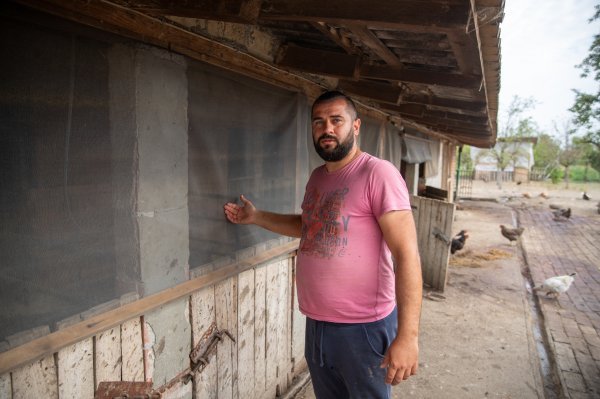 Mrtve svinje nakon eutanaziranja ostavili da leže na ulici