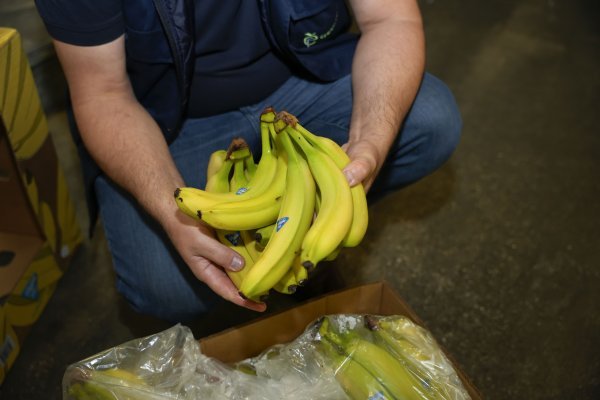 Banana vlada svijetom voća