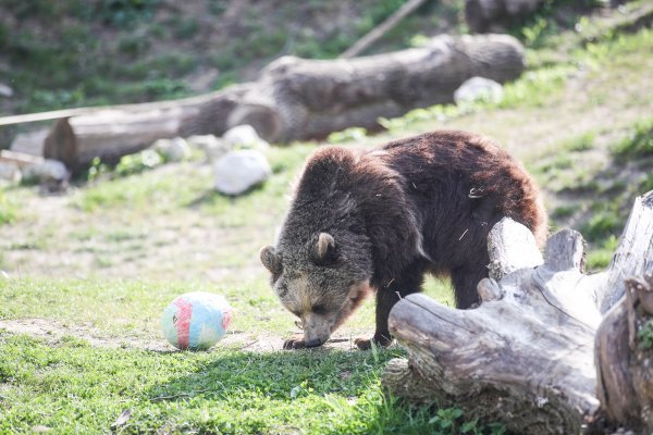 Kazneno prijavljeni lovci u čijem je prtljažniku pronađen mrtvi smeđi medvjed