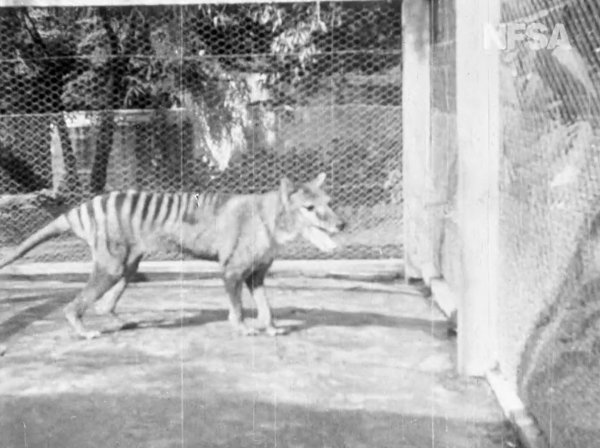 Posljednji poznati tasmanski tigar snimljen 1935. u zoološkom vrtu u Tasmaniji