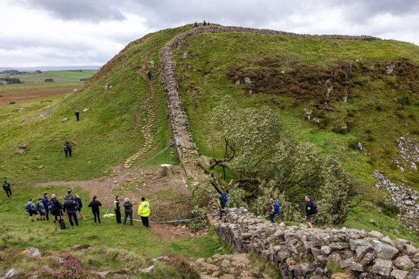 Stablo u Sycamore Gapu