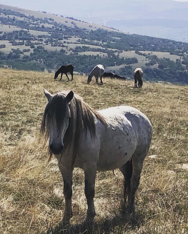 Livanjski divlji konji