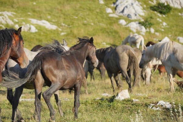 Stada divljih konja