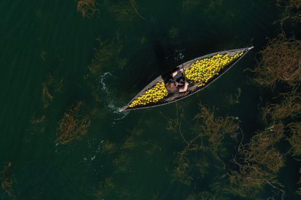 Prijevoz ubranih mandarina Neretvom u lađi trupici
