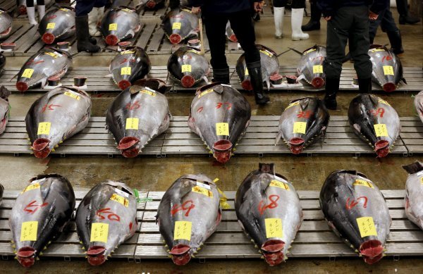 Aukcija tuna na ribljoj tržnici u Japanu  