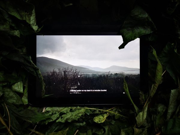 Ivana Papić - Glas divljeg oraha II