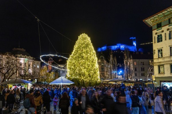Božićna smreka Tina