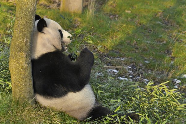 Tian Tian i Yang Guang