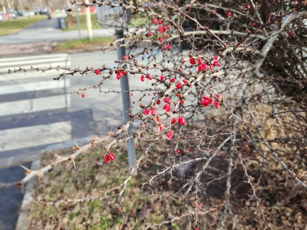 Honor Magic 6 Lite - primjeri fotografija