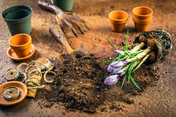 Prije sadnje provjerite koje biljke uspijevaju na vašem području