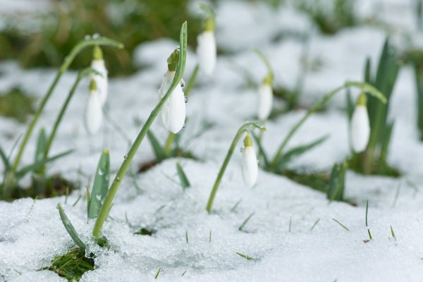 Lukovice otporne i mogu podnijeti hladnoću te kasni mraz i snijeh im neće nanijeti veliku štetu