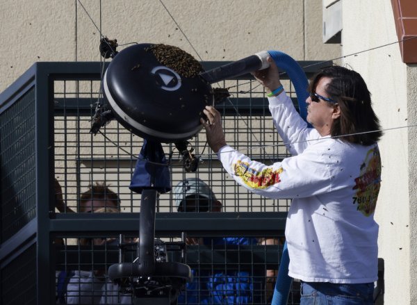 Pčele na meču Alcaraz - Zverev