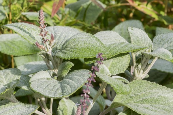 Plectranthus argentatus