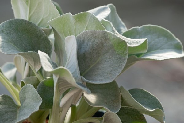 Senecio candicans