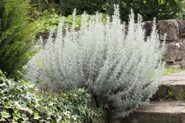 Artemisia absinthum