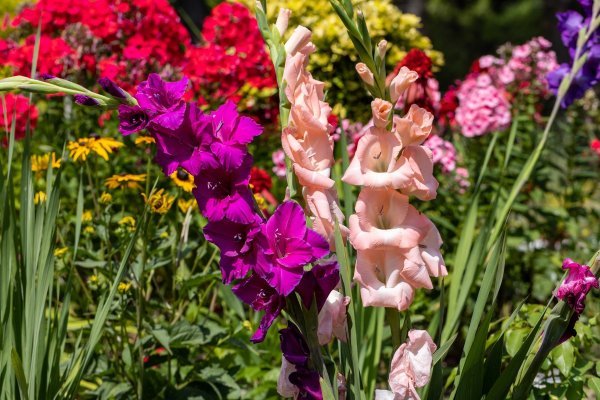 Gladiola