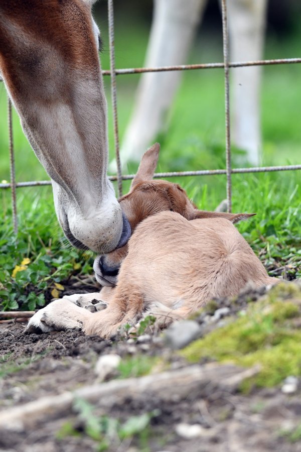 Dan uoči Uskrsa u Zoološkom  vrtu Grada Zagreba na svijet je došlo žensko mladunče sabljorogog oriksa