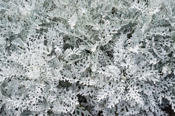 Senecio cineraria