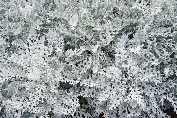 Senecio cineraria