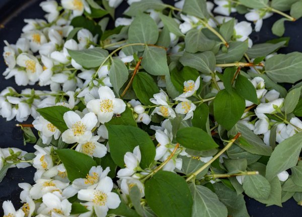 Jasmin